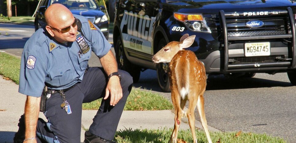An injured deer slowed rush hour traffic on Grove Street in Ridgewood, NJ., Monday, Aug. 18, 2014. Ridgewood Police Department Patrol Officer Paul Dinice responded to the scene and attempted to restrain the deer until animal control personnel arrived, but the deer broke free and dashed back into a nearby wooded area. (AP Photo/The Record of Bergen County, Boyd A. Loving)/NJHAC101/663261838948/ONLINE OUT; MAGS OUT; TV OUT; INTERNET OUT; NO ARCHIVING; MANDATORY CREDIT/1408190205